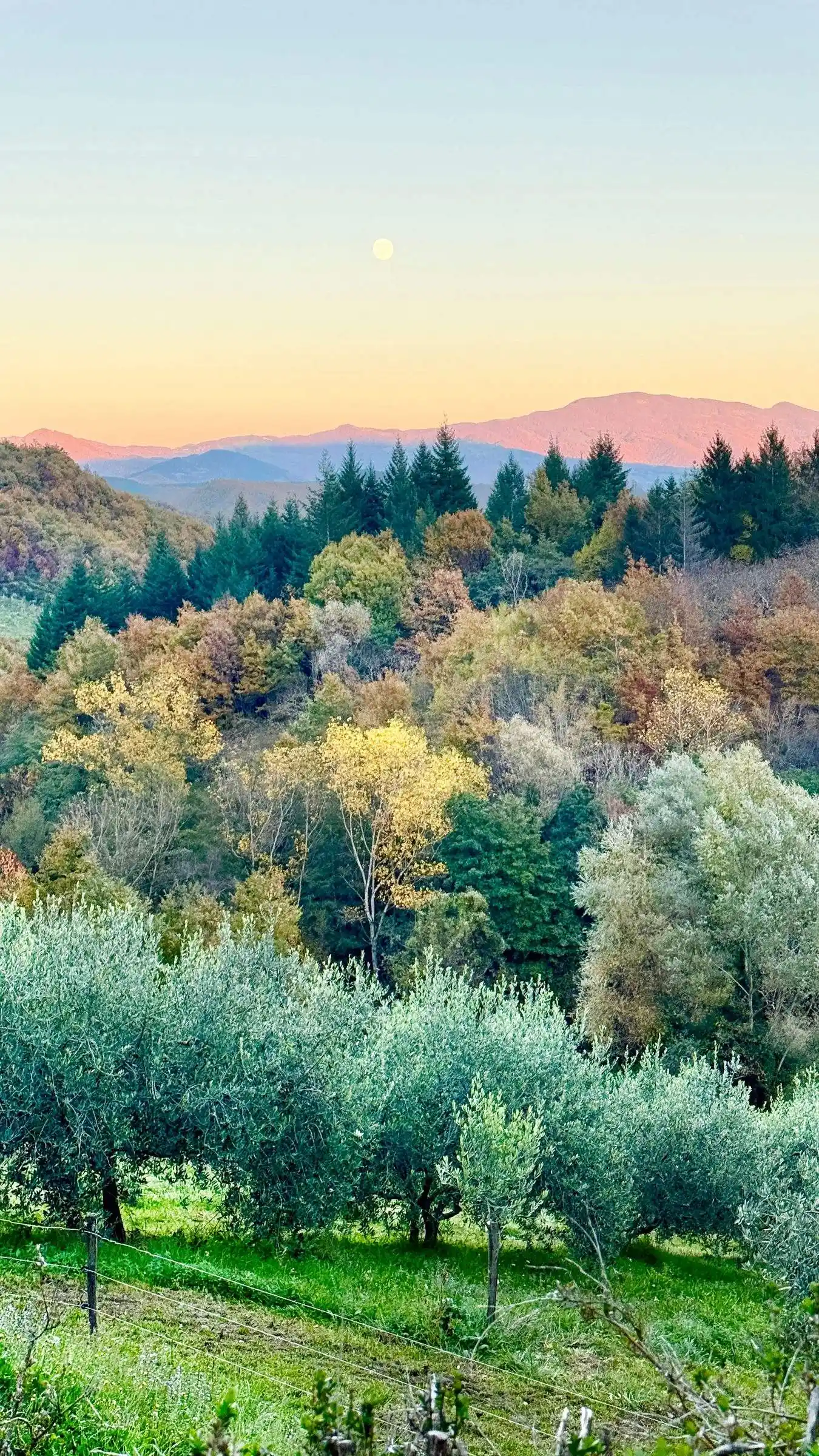 Organic farm-to-table food at Il Vigno agriturismo, Tuscany